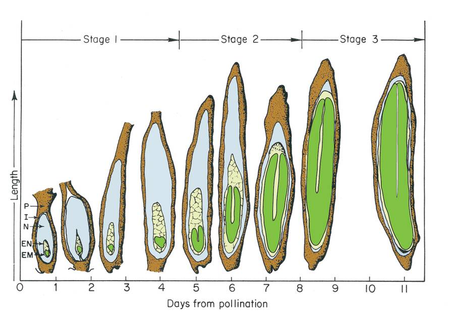 Illustration showing a seed growing through three stages of seed development.