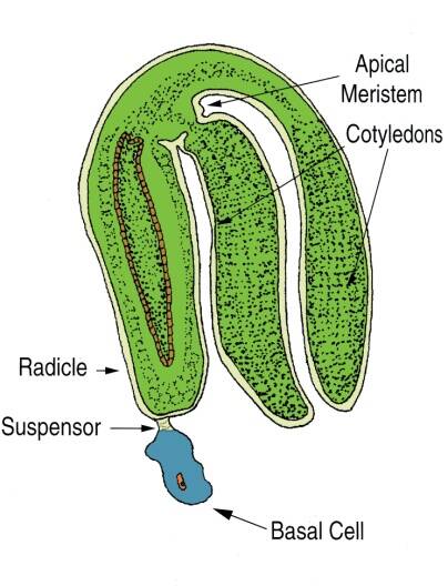 Illustration of the mature stage of dicot embryogenesis. The basal cell, suspensor, and radicle are identified. Growing from the radicle is the fully formed embryo with apical meristem, and multiple cotyledons.