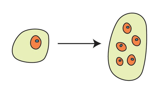 Illustration of the free nuclear stage of gymnosperm embryogenesis. A fertilized egg cell is shown dividing into several nuclei without cell walls between them.