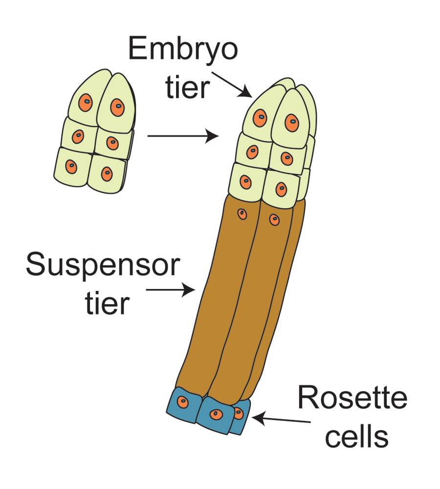 Illustration of the suspensor tier stage of gymnosperm embryogenesis. The embryo tier, suspensor tier, and rosette cells are identified.