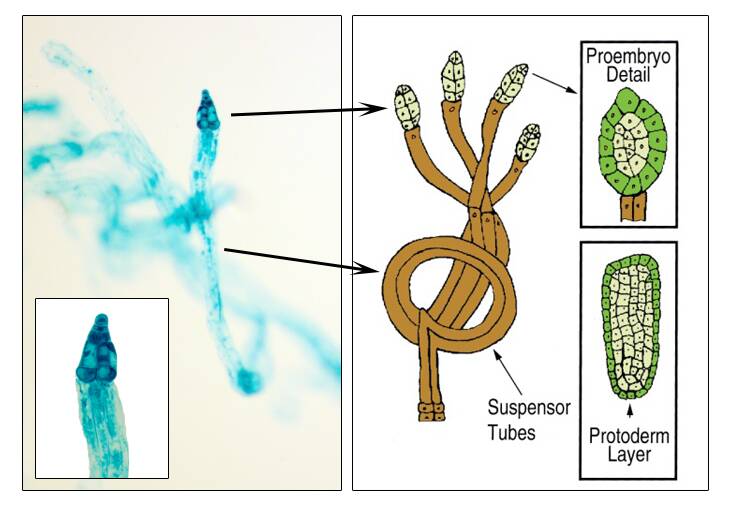 Side by side comparison of a photo and illustration of the proembryo stage. Suspensor tubes, proembryo detail, and protoderm layer are identified.