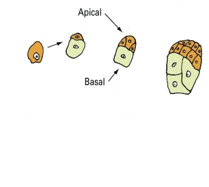 Illustration of cell division in a monocot seed during the proembryo stage with the apical and basal ends identified.