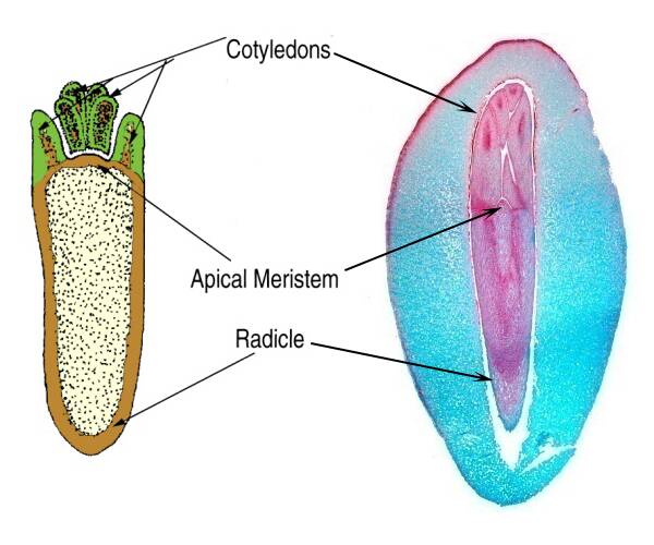 Side by side comparison of an illustration and cross section photo of a proembryo in the cotyledon stage. Cotyledons, apical meristem, and radicle are identified.