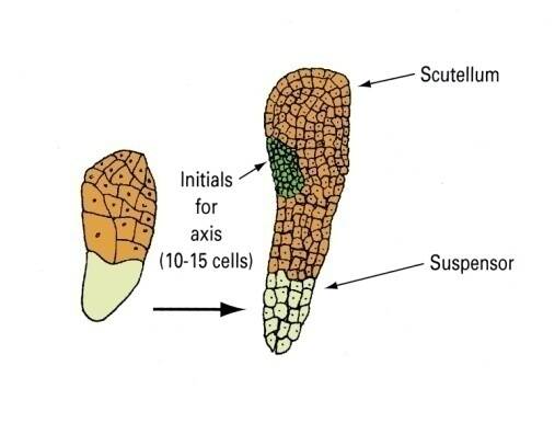 Illustration of cell development in a monocot seed during the globular stage. The scutellum and suspensor cells are identified, as are the initials for axis (10-15 cells).