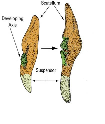 Illustration of cell development in a monocot seed during the scutellar stage. The remnant of cotyledon is pointed out, and the developing axis, scutellum, and suspensor are identified.