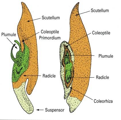 Illustration of cell development in a monocot seed during the coleoptilar stage. The plumule, coleoptile primordium, radicle, coleorhiza, coleoptile, suspensor, and scutellum are identified.