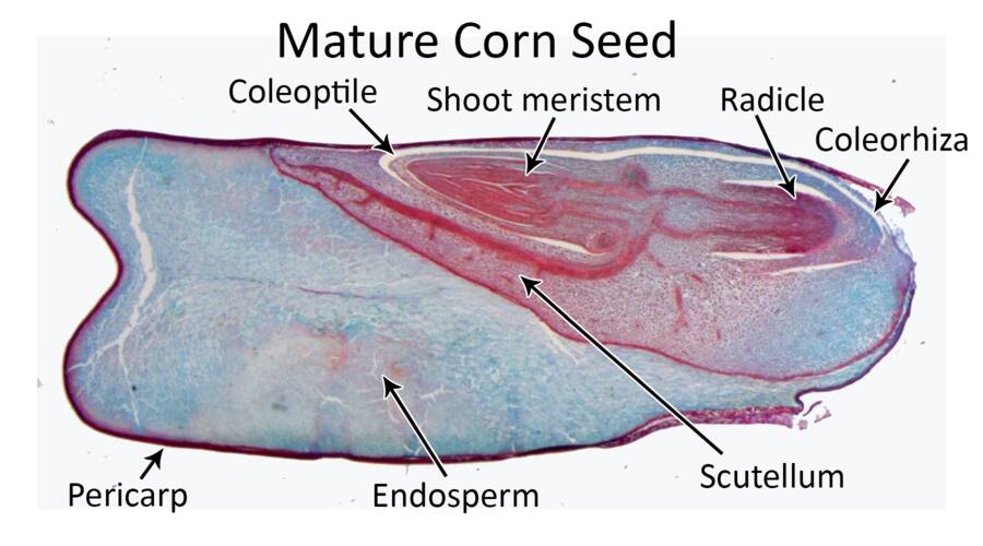 Cross section micrography of a mature corn seed. The coleoptile, shoot meristem, radicle, coleorhiza, scutellum, endosperm, and pericarp are identified.