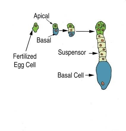 Illustration of the proembryo stage of dicot embryogenesis. A fertilized egg cell is shown dividing into apical and basal cells, then dividing further with suspensor cells developing between apical cells and the basal cell.