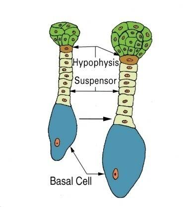 Illustration of the globular stage of dicot embryogenesis. The hypophysis, suspensor, and basal cells are identified.
