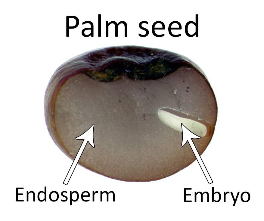 Photograph of the cross section of a palm seed, with embryo and endosperm identified.