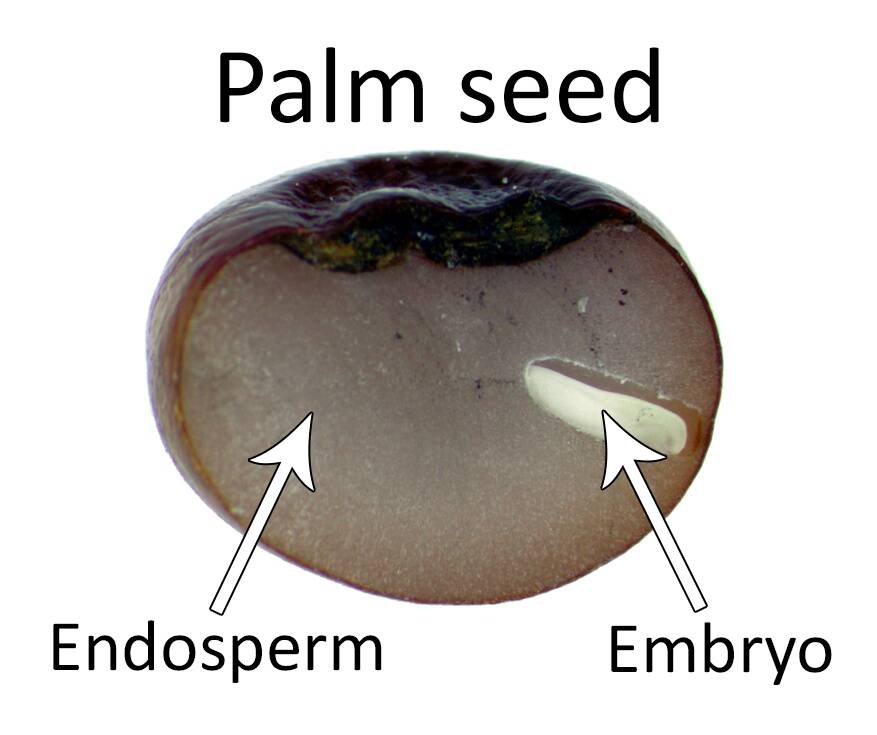 endosperm