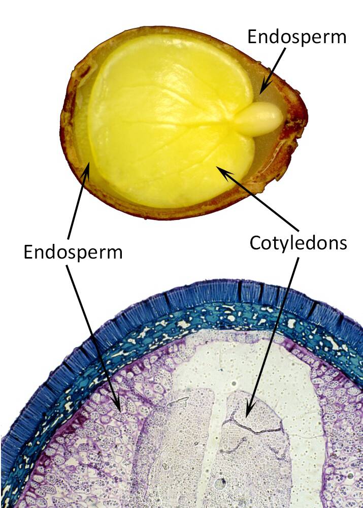 Photographs of a cross section of a seed, and a closeup of a micrograph portion of a seed. The Endosperm and cotyledons are identified in both.