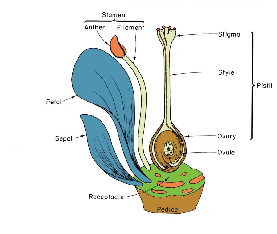 Illustration of the structures of a flower with the stamen, anther, filament, petal, sepal, pistil, stigma, style, ovary, ovule, receptacle, and pedicel identified.