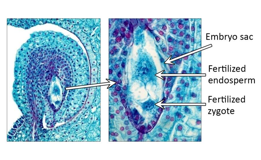 Micrograph with embryo sac, fertilized endosperm, and fertilized zygote identified.
