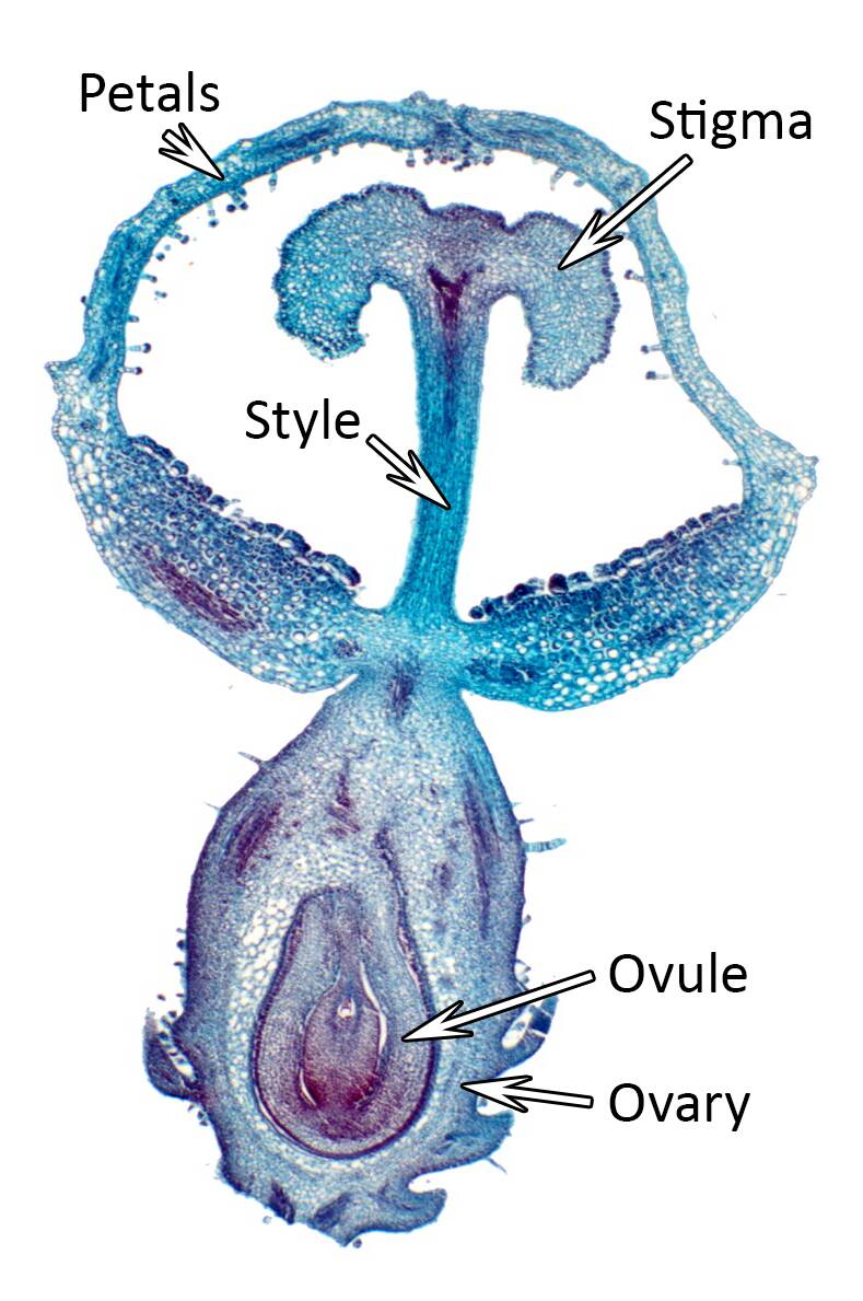 Photomicrograph of an unopened female flower with the petals, stigma, style, ovule, and ovary identified.