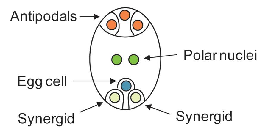 Illustration of an embryo sac with the antipodals, polar nuclei, egg cell, and synergids identified.