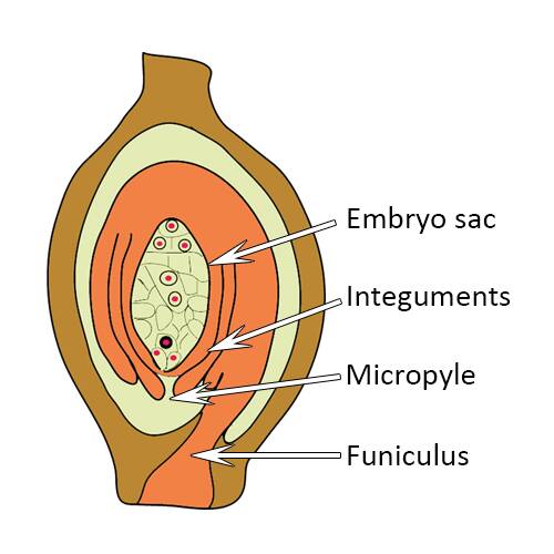 Illustration of an angiosperm ovule with the embryo sac, integuments, micropyle, and funiculus identified.