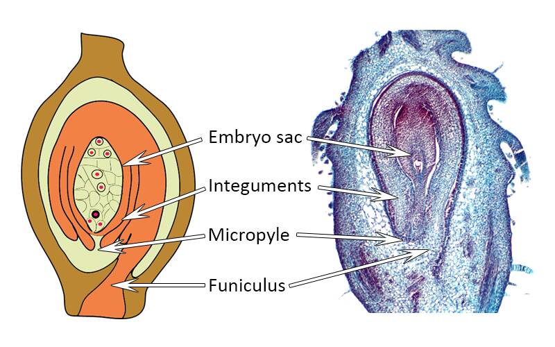 Image with side-by-side comparison of an illustration and a micrograph of the female flower sexual parts. The embryo sac, integuments, micropyle, and funiculus are identified in both.