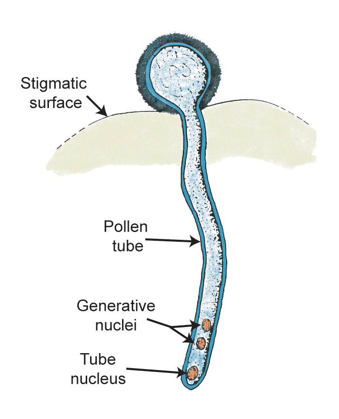Illustration of a pollen tube with the stigmatic surface, pollen tube, generative nuclei, and tube nucleus identified.