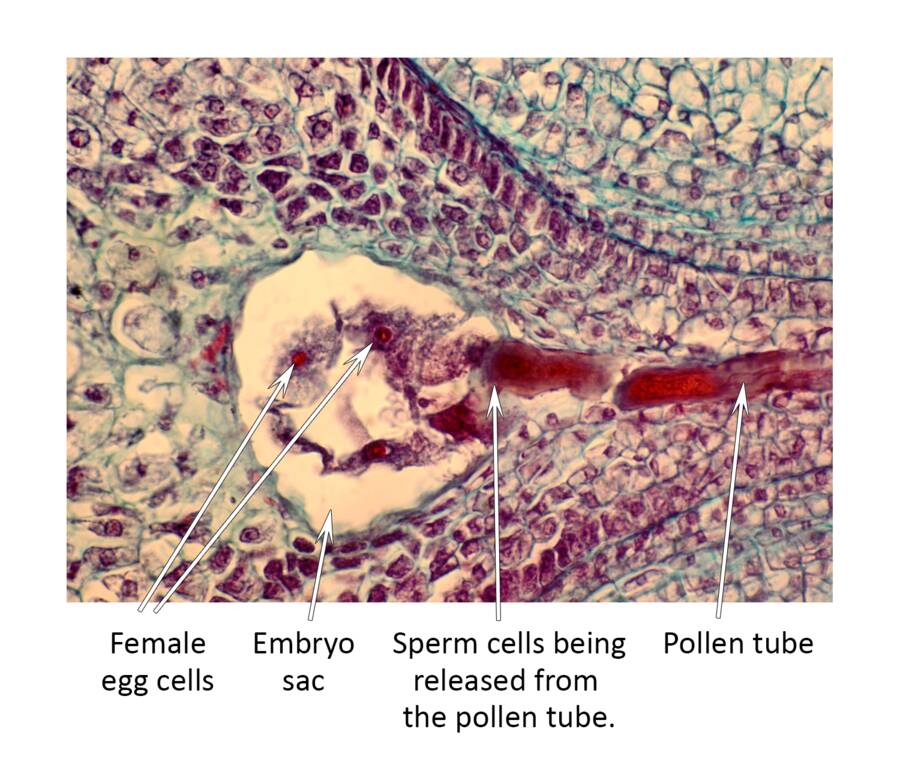 Micrograph of flower with pollen tube, sperm cells being released from the pollen tube, embryo sac, and female egg cells identified.