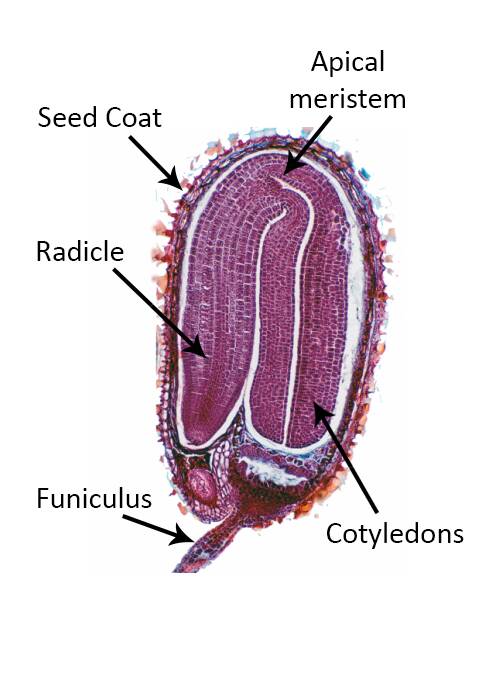 Micrograph of the cross section of a developing seed, with the funiculus, radicle, seed coat, apical meristem, and cotyledons identified.