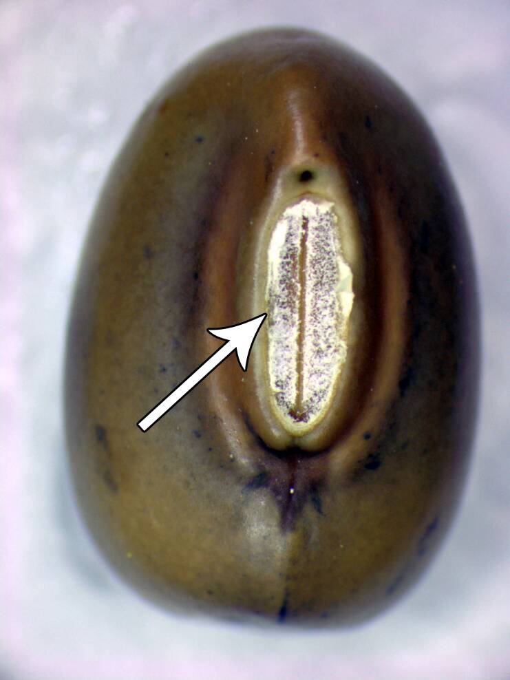 Photo of a second seed with the hilum identifed. It's appearance is slightly different than in the first seed.