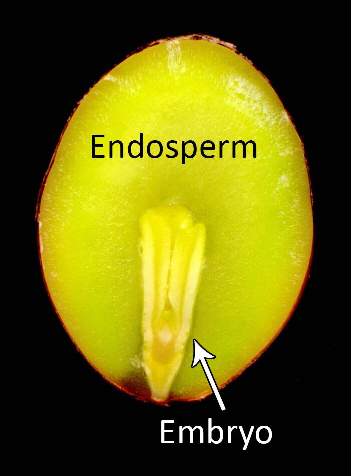 Photo of the cross section of a seed with the endosperm and embryo identified.