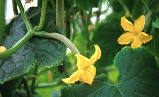 Photo of a seedless cucumber plant's blossoms.
