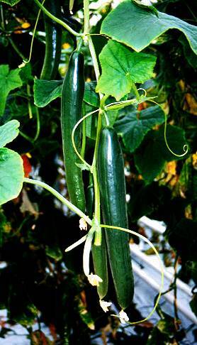 Photo of seedless cucumbers growing.