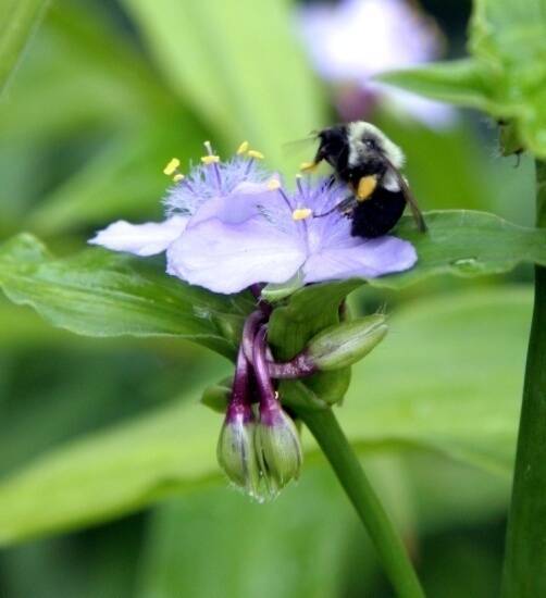 Photo of a flower with a bee on it.