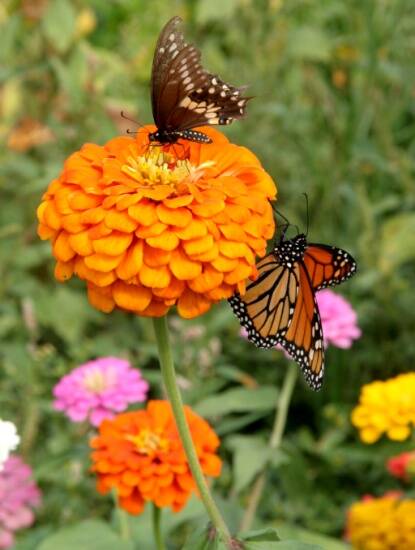 Photo of a flower with butterflies on it.