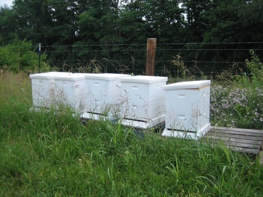 Photo of bee hives.
