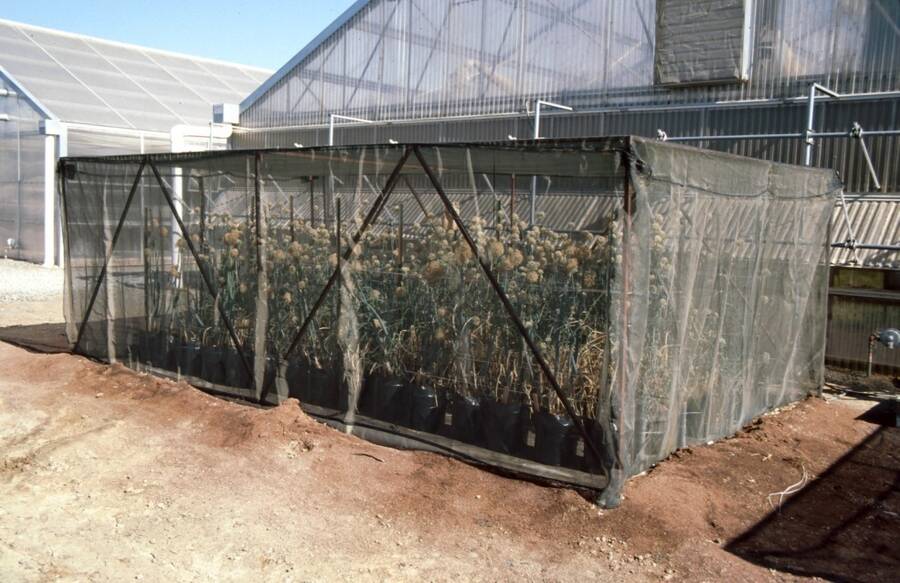Photo of onions caged for seed production.