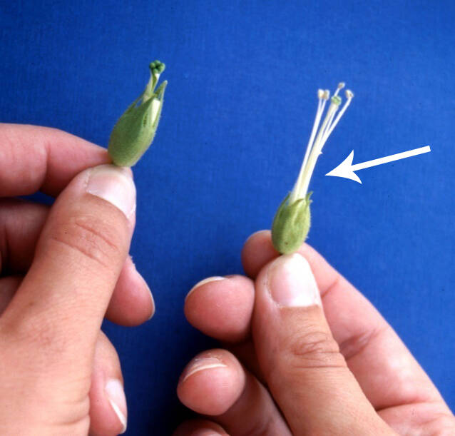 Photo showing male pollen parent flower with long filaments beside a female that lacks them.