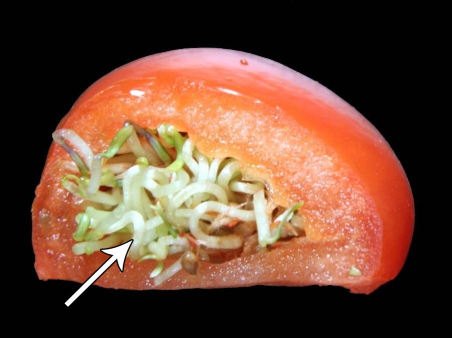 Photo of an example of viviapary occuring in a tomato.