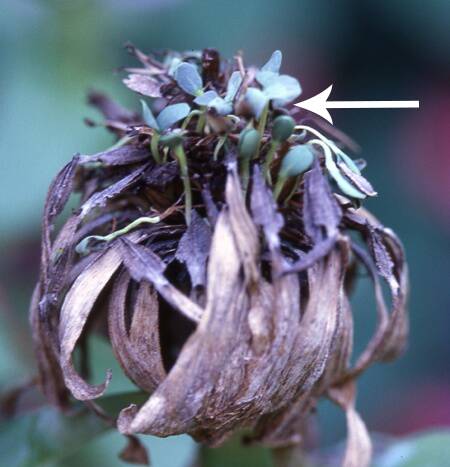 Photo of an example of viviapary occuring on a zinnia.