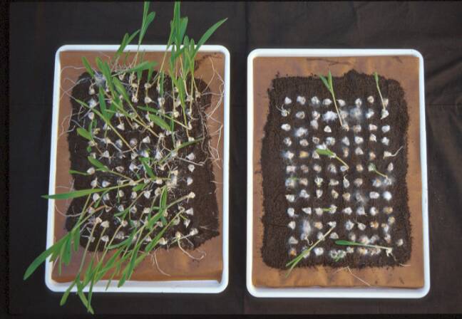 Photo showing trays of seedlings demonstrating examples of high vigor vs low vigor seedlings.