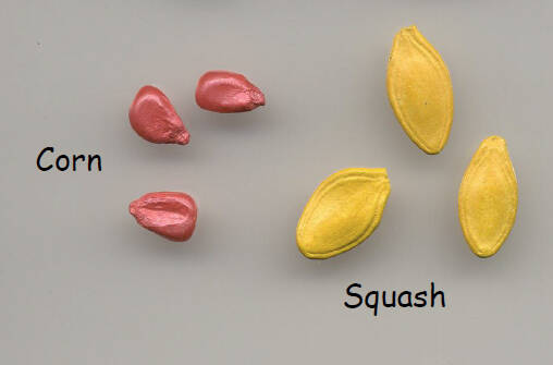 photo of corn and squash seeds with colored film coatings
