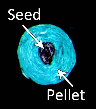 Photo showing a cross section of a pelleted seed with the seed and the surrounding pellet identified.