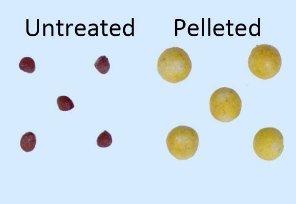 Photo of untreated seeds compared to pelleted.