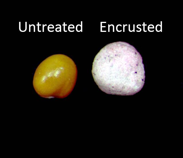 Photo comparing an untreated seed with an encrusted one.
