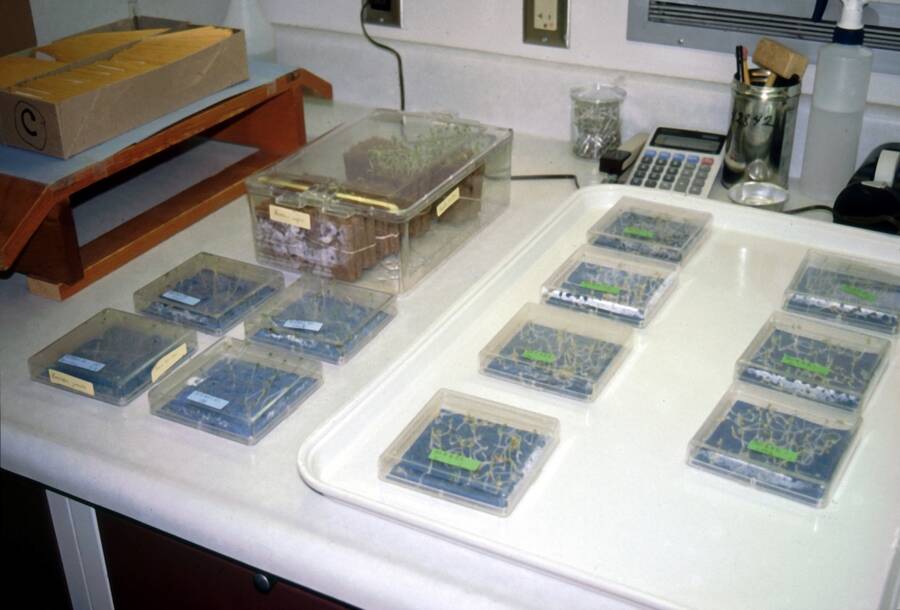 Photo showing petri dishes being used to conduct standard germination tests.