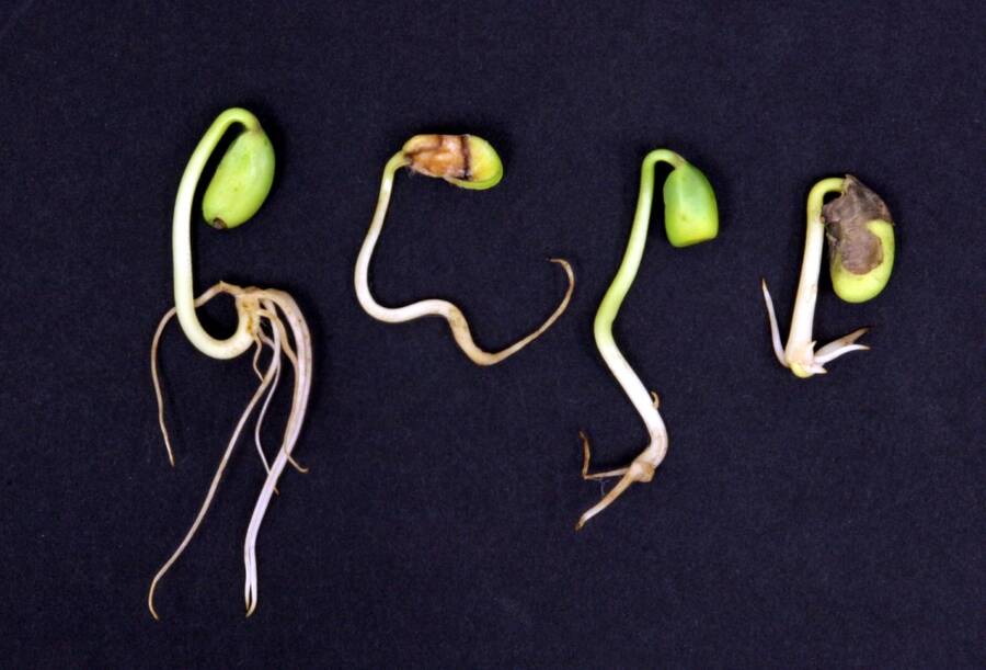 Photo showing four variations of abnormal bean seedlings.