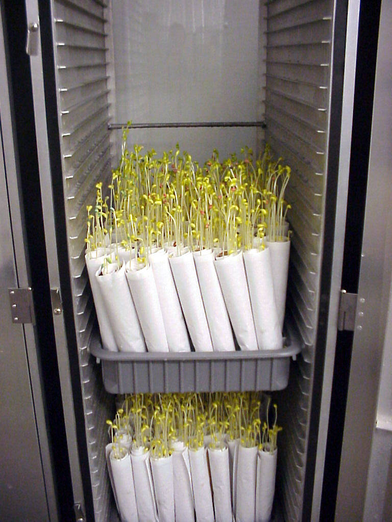 Photo of seeds germinating in trays of upright, rolled, germination papers.