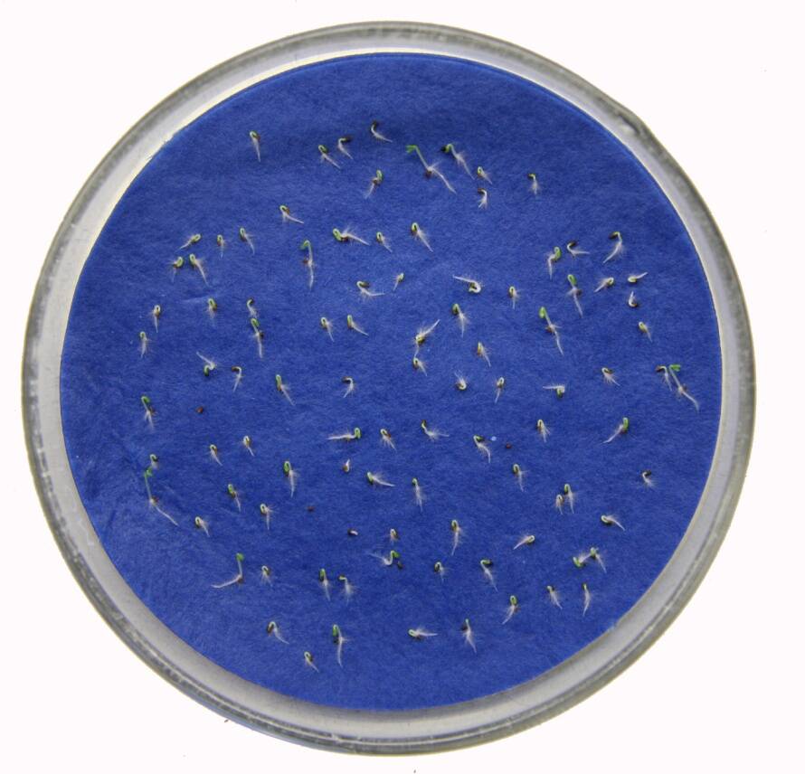 Photo of a petri dish with moistened, blue blotter, paper substrate. Seeds are germinating in it.