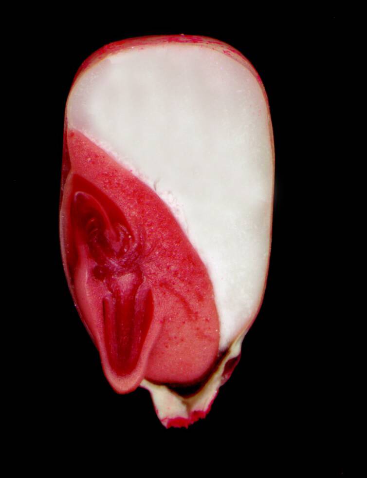 Photo fo seed partially cut open, showing entire outside of seed dyed red, with white interior.