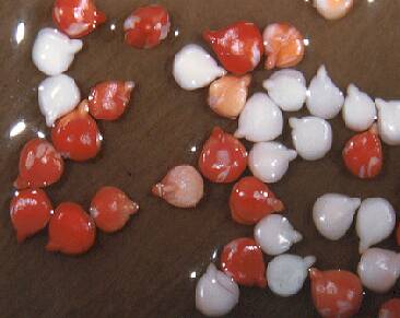 Photo showing the red, pink, and white seeds described by the text.