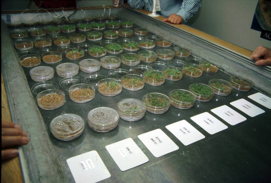 Photo of a termal gradient table with rows of seedlings growing in small containers.