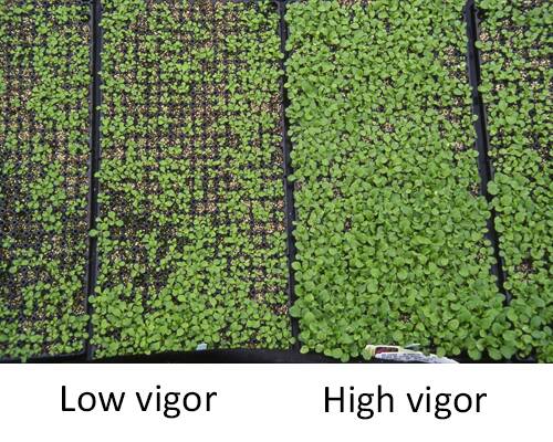 Photo of side-by-side flats of seedlings. The one on the left has erratic, more limited growth, and is labeled low vigor. The one on the right has more uniform, dense growth, and is labeled high vigor.