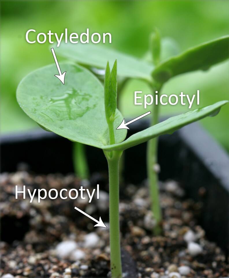 Photo of a planted seedling with the epicotyl, cotyledon, and hypocotyl identified.